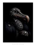 Dodo – K101M