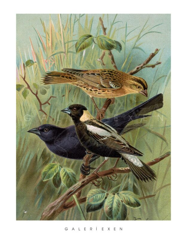 Kuş Cenneti Serisi - K46A